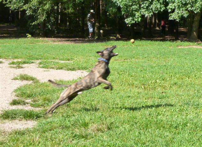 launching for the ball