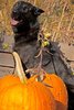 howloween.jpg