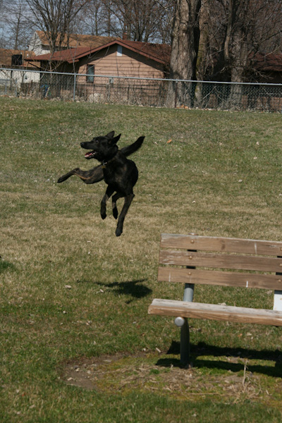 Cino playing at the park. He could get some "air!"