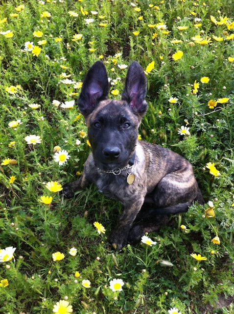 Stryker @ 11 weeks - Happy Spring!