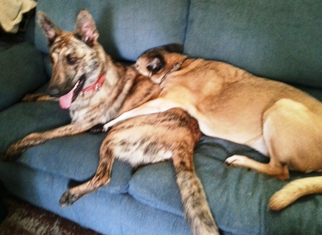 Maiyou doesn't like to admit it, sometimes, but she loves him.