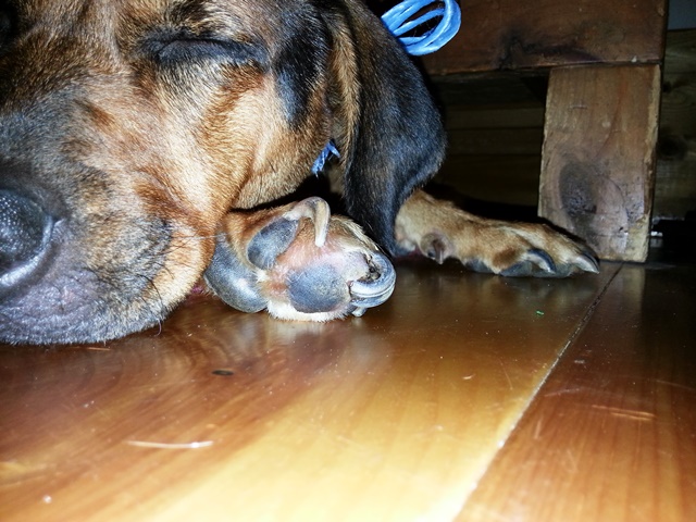 Freyja's toenails growing into her pad, before we got back to civilzation to see a vet