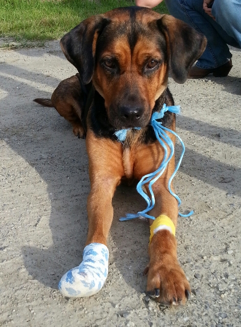Freyja, the day after we returned from our trip, just after vet visit.