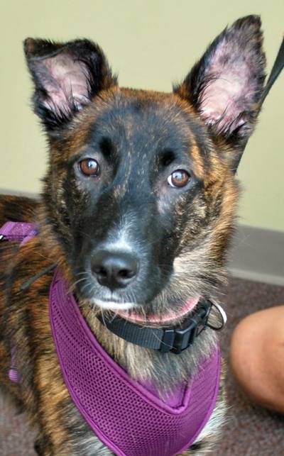 Phoenix visiting MARF adoption day