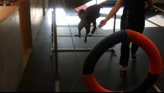 first try at an agility course