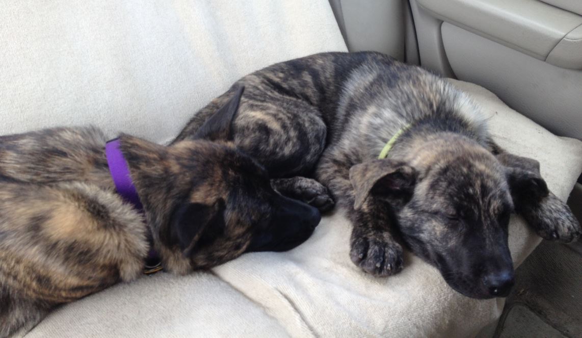tired pups1.jpg