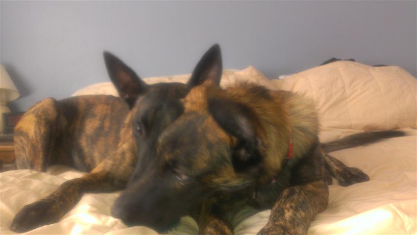 snuggling with Hank