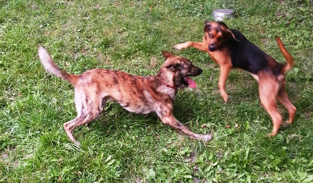 Moko and Freyja