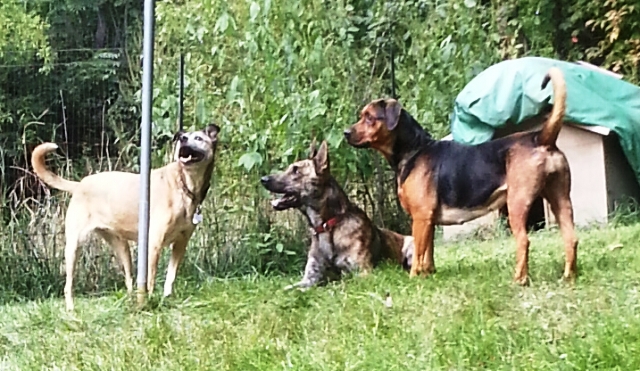 Trio