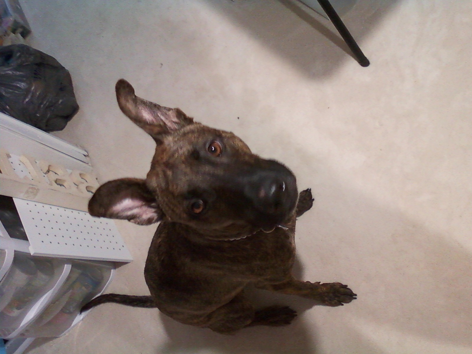 Almond shaped eyes, long snout and flat forehead, ears sit high