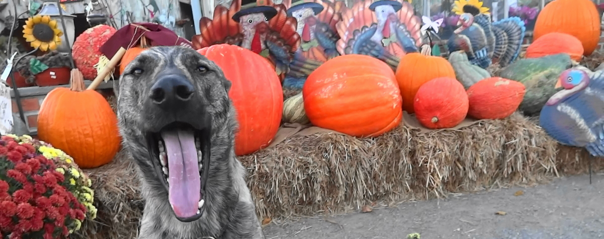 AAAAAAAAHHHHHHHHHH!  THOSE TURKEYS GOT MY EARS !