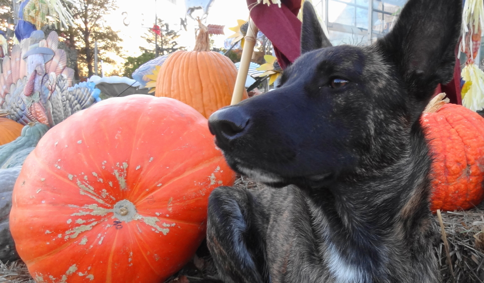 Xander with his Northville pumpkin.JPG