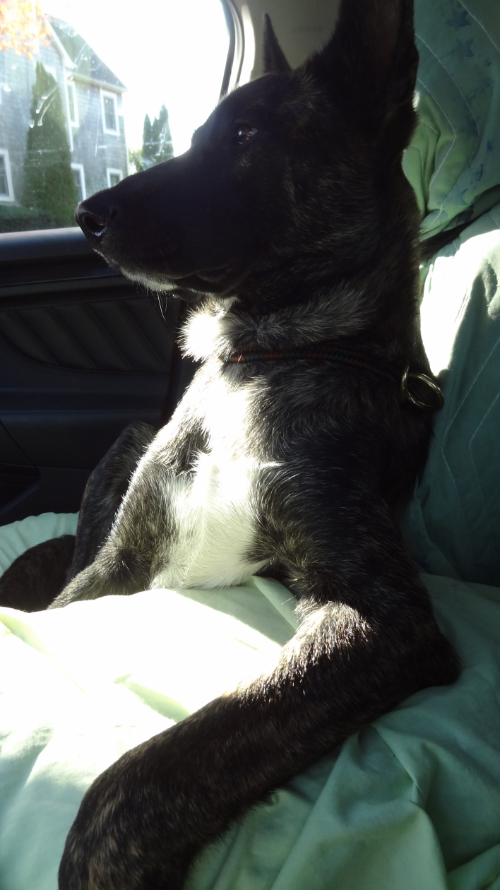 Xander co-piloting on North Fork.JPG