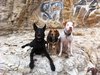 These are his training distractions/buddies- but we couldn't resist the graffiti photo op with that motley crew.