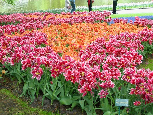 Keukenhof