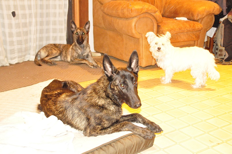 the pack resized.jpg