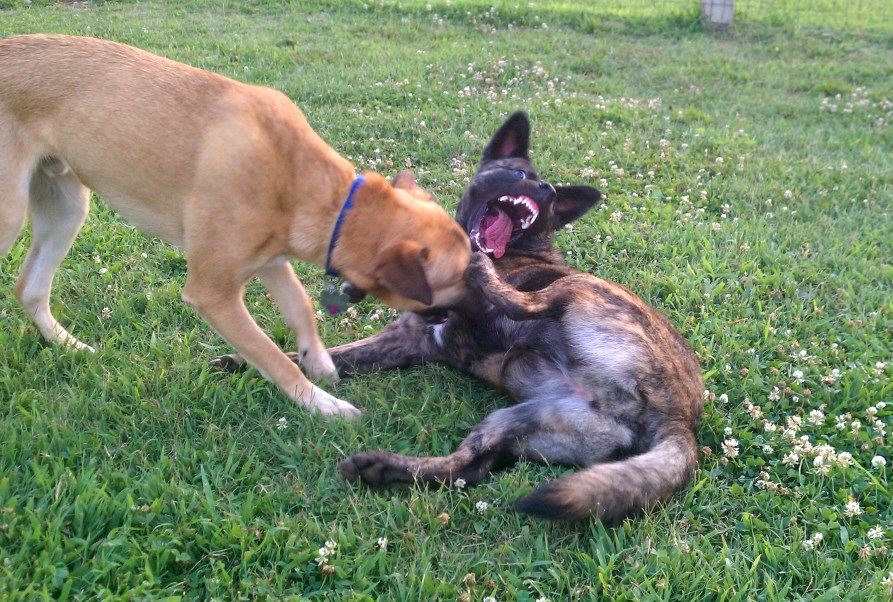 Playtime teeth.jpg