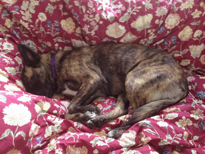 hilde_bean_small.jpg