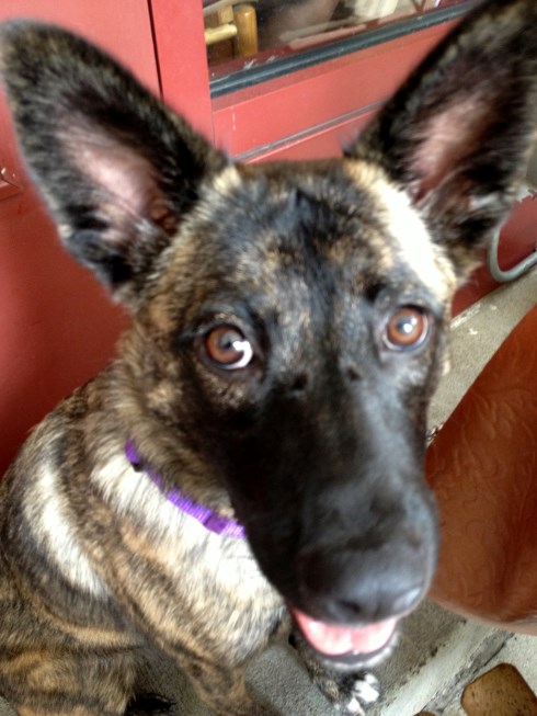 bat ears_small.jpg