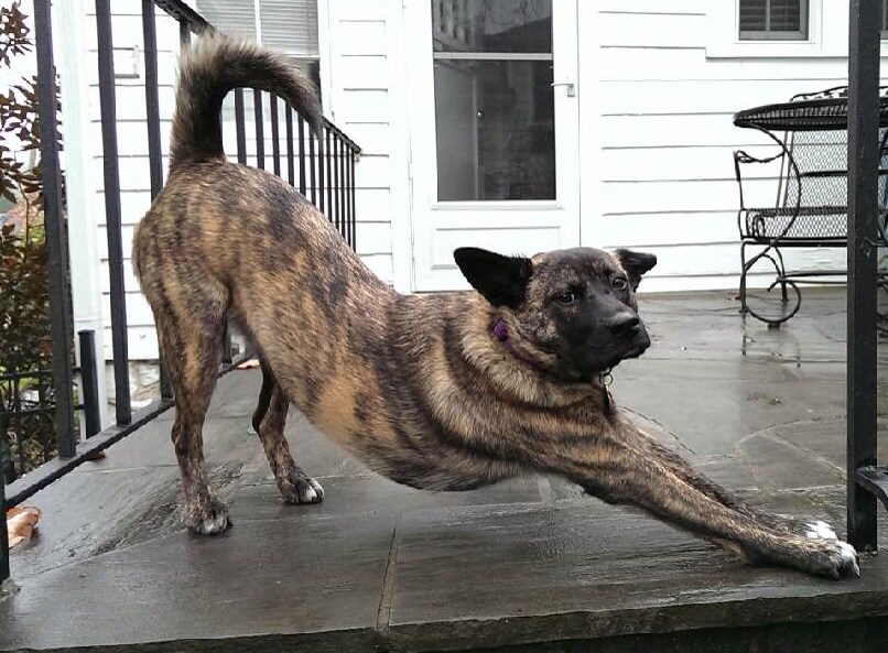 Sideways facing dog.jpg