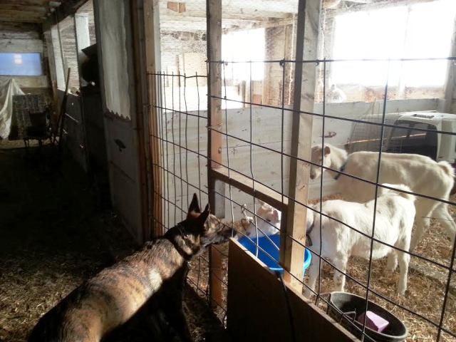 goatgreet.jpg
