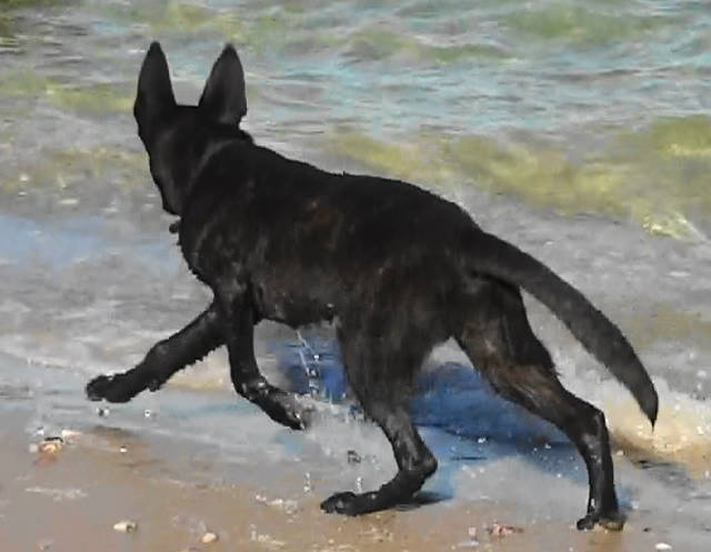 Tracer stalking Xander who is swimming