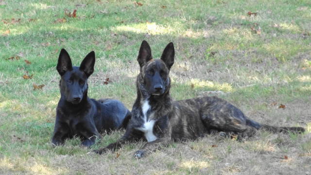 pups at rest after a romp on the beach
