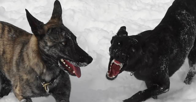 aren't my teeth so pretty against the white snow(1).jpg