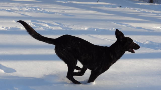Xander in full joyous gallop