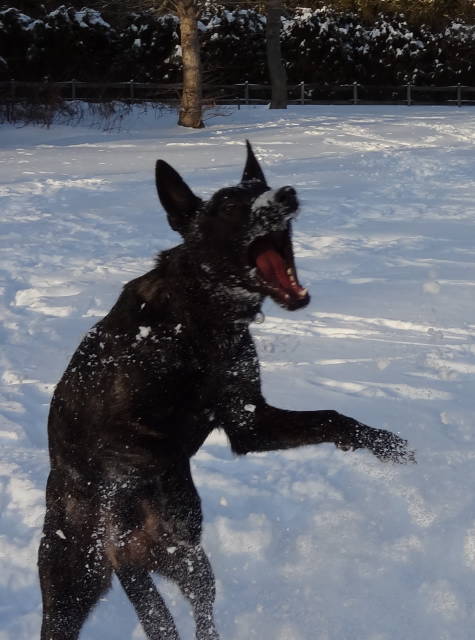 Xander catching snow(1).jpg