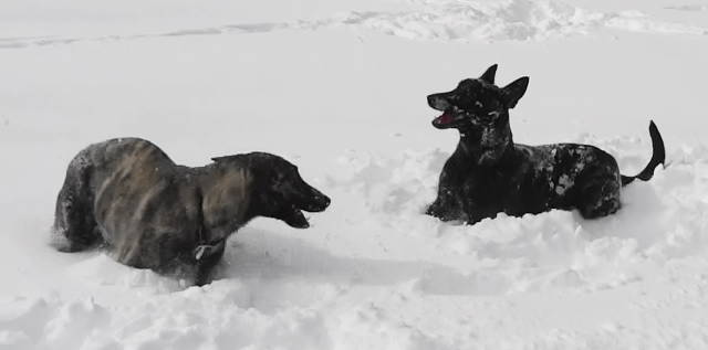 Saki and Xan in 1st deep snow circling(1).jpg
