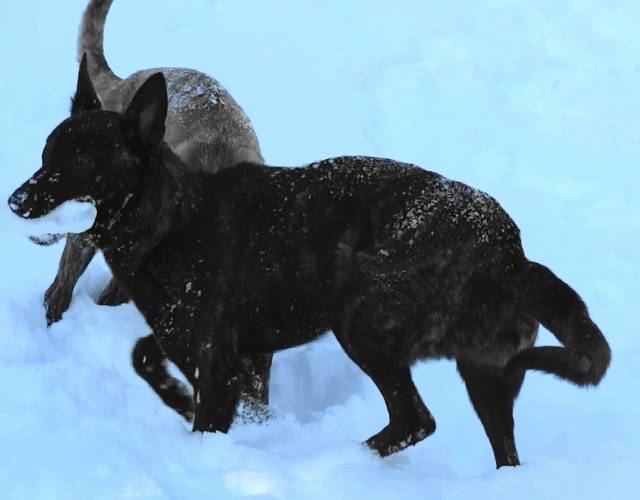 Xander with piece of thick stick of ice(1).jpg