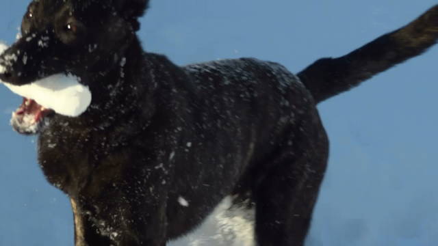 Xander running with ICE stick(2)(1).jpg