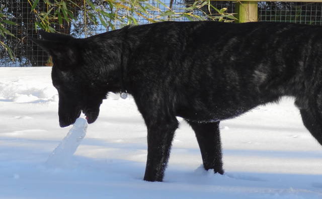 Xander about to bite ice(1).jpg