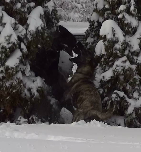 Saki-Xan in snow-covered arborvitae (1).jpg