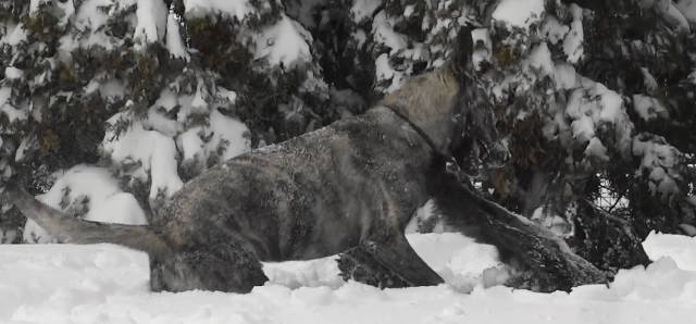 Saki and Xan in deep snow by front fence(1).jpg