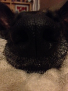 nose3.JPG
