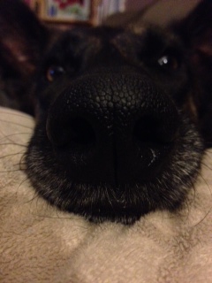 nose2.JPG