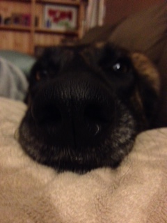 nose1.JPG