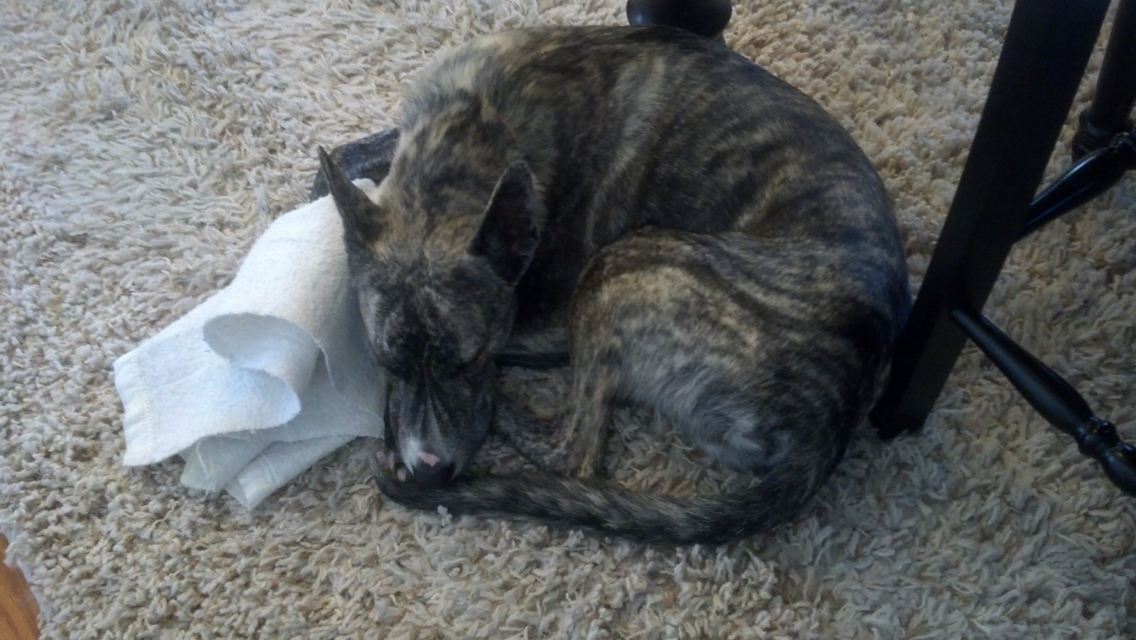 1-Tyson.puppyblanket.jpg
