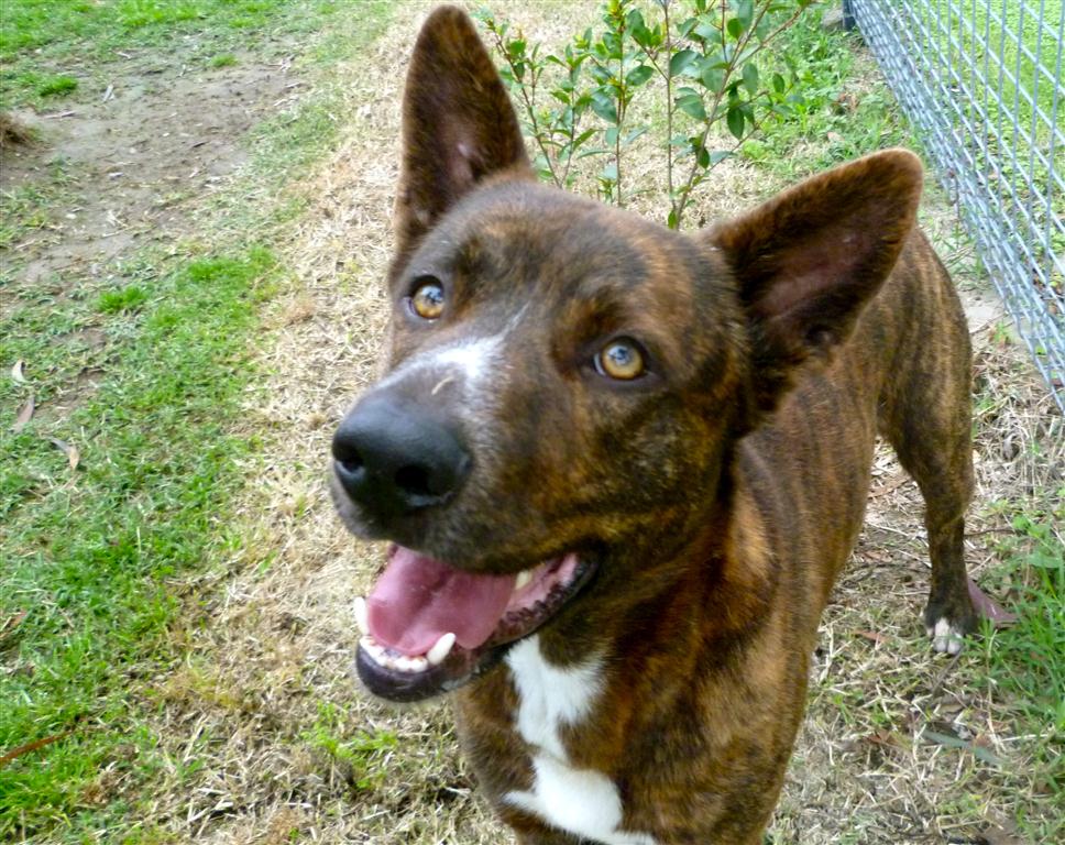 Brindle1.jpg