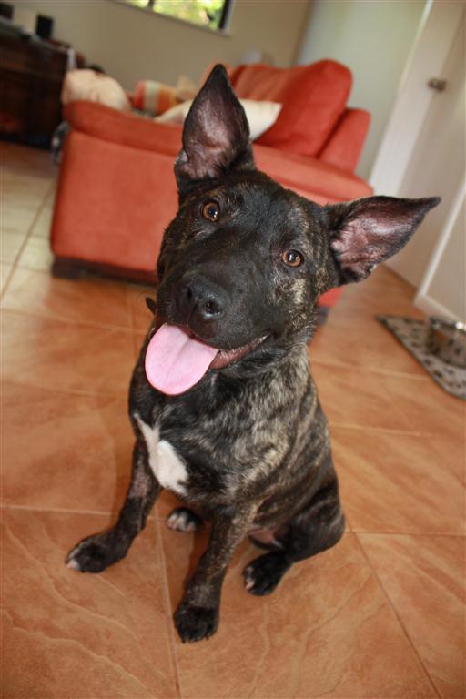 brindle4.jpg