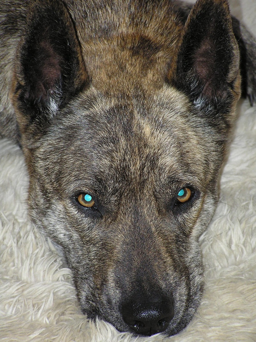 1-1-brindle9.JPG