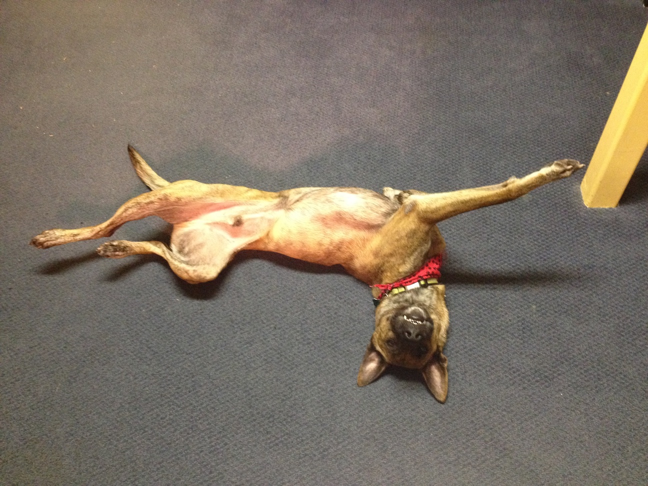Playing dead