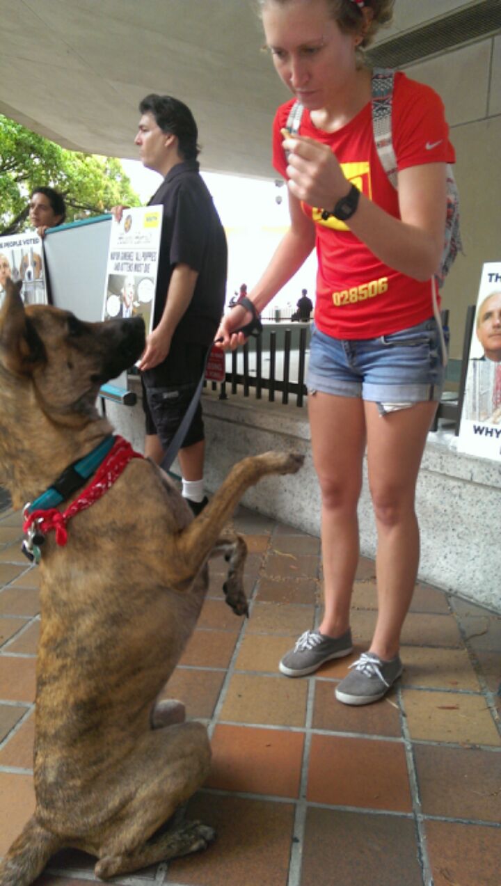 At a rally for "The pet's Trust" a little while back. It was a plan to deal with the animal overpopulation problem Miami faces. The mayor made significant budget cuts to the point where the plan is essentially pointless, so Kodi and I went to show support. Kodi was on the news!