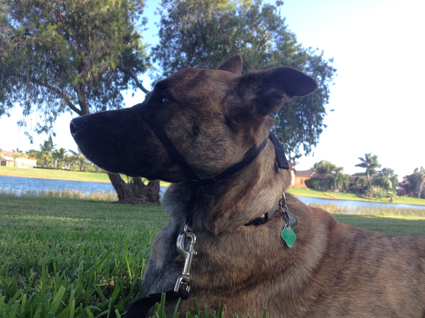 Kodi has to wear his gentle leader again because he has been acting up on the leash