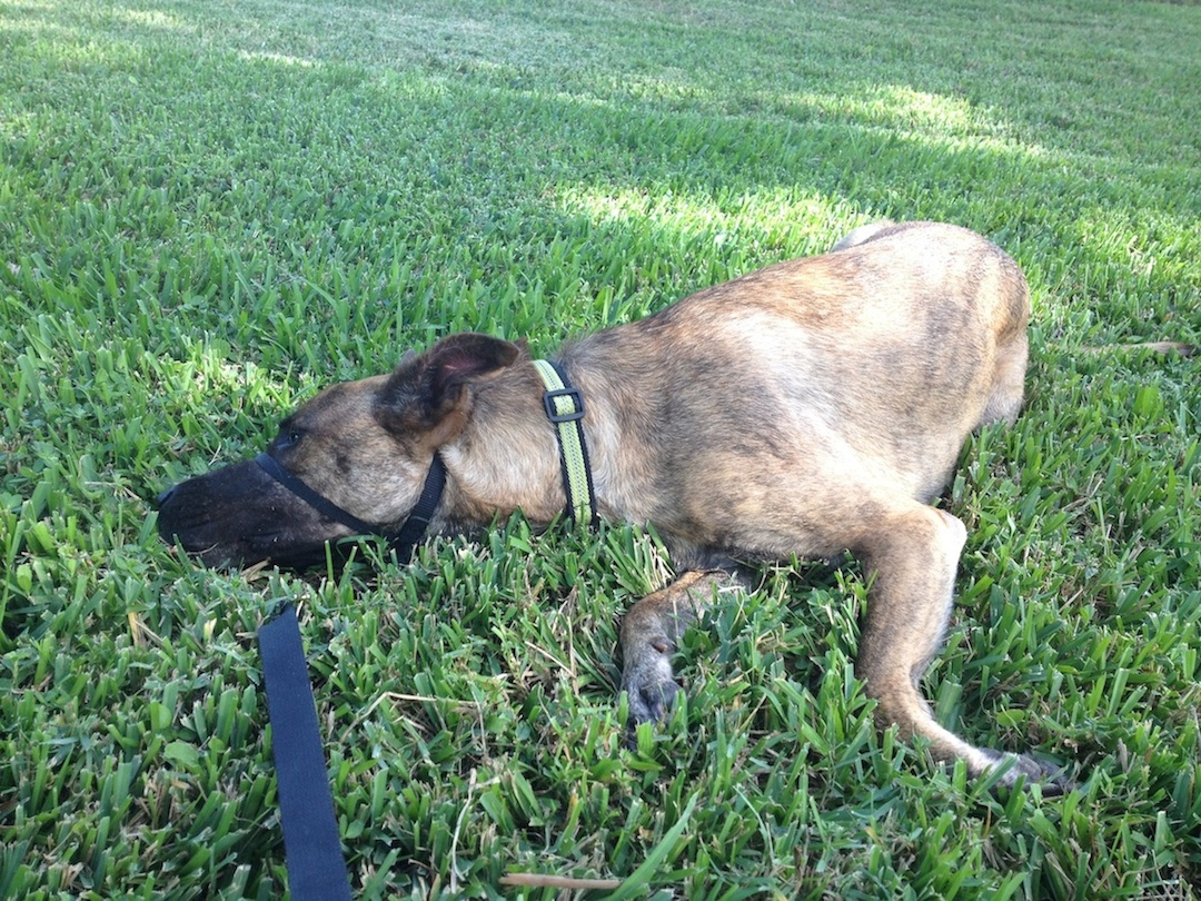 It was a beautiful day today at the park, but all Kodi could do was pout. He's very dramatic.