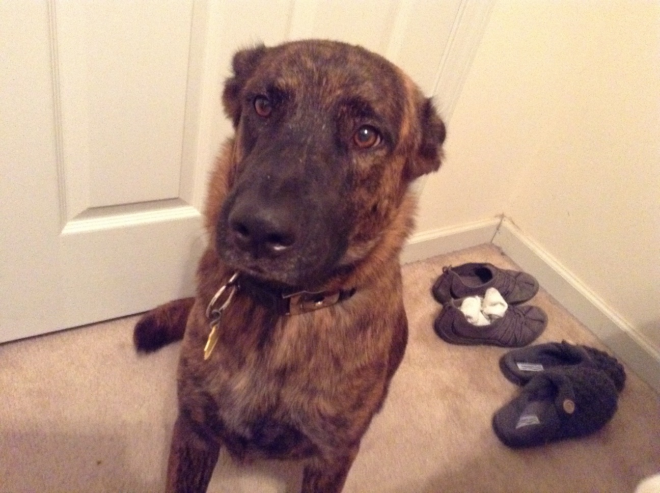 Dax with ears back