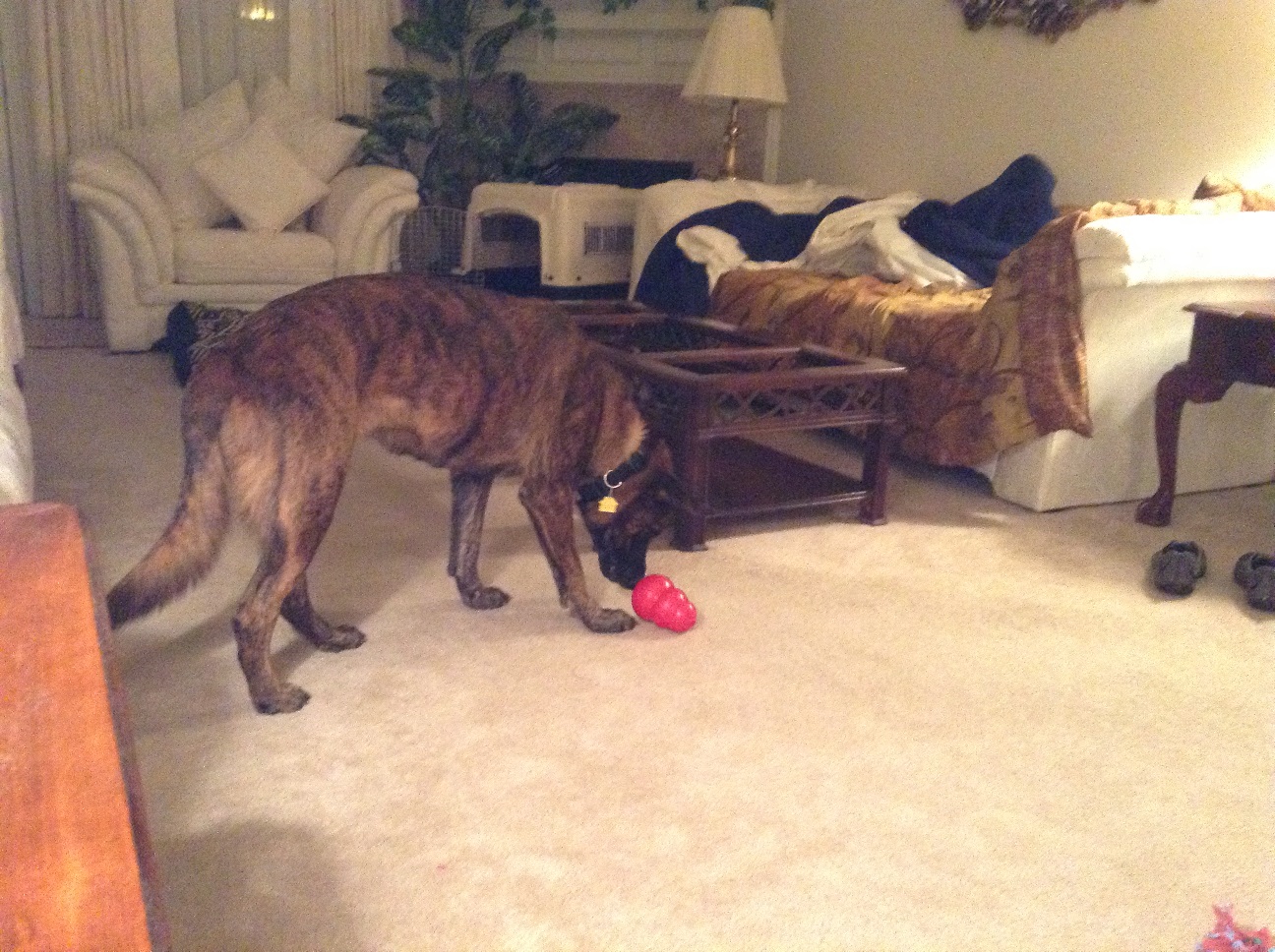 Dax with Kong