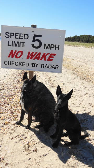 Sakima is trying to hide so the traffic police won't know he HAD seen the rules.